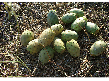 Prickly Pear Cactus Fruiton Ground.jpg PNG Image