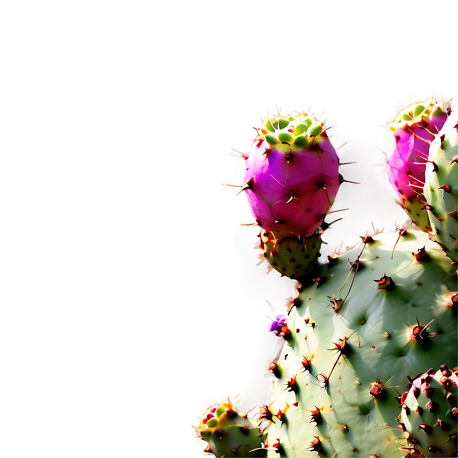 Prickly Pear On White Png 06252024 PNG Image