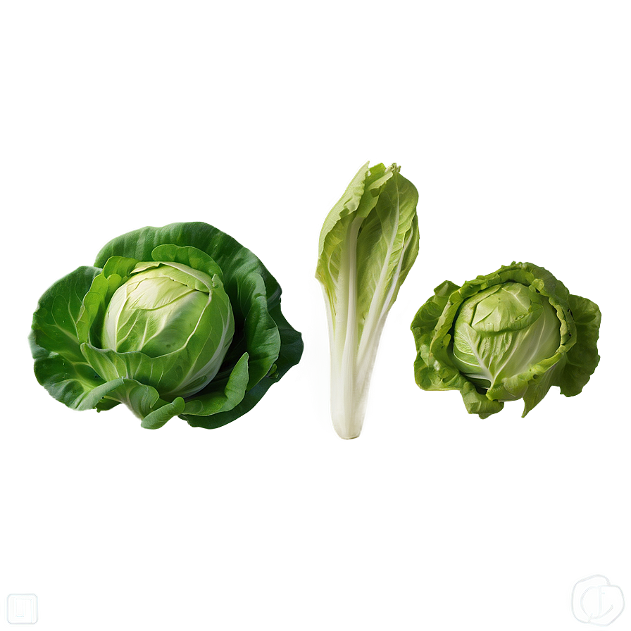 Pristine Lettuce Png 05242024 PNG Image