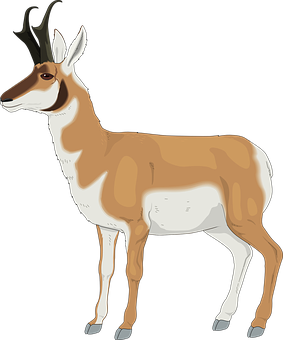 Pronghorn Antelope Illustration PNG Image