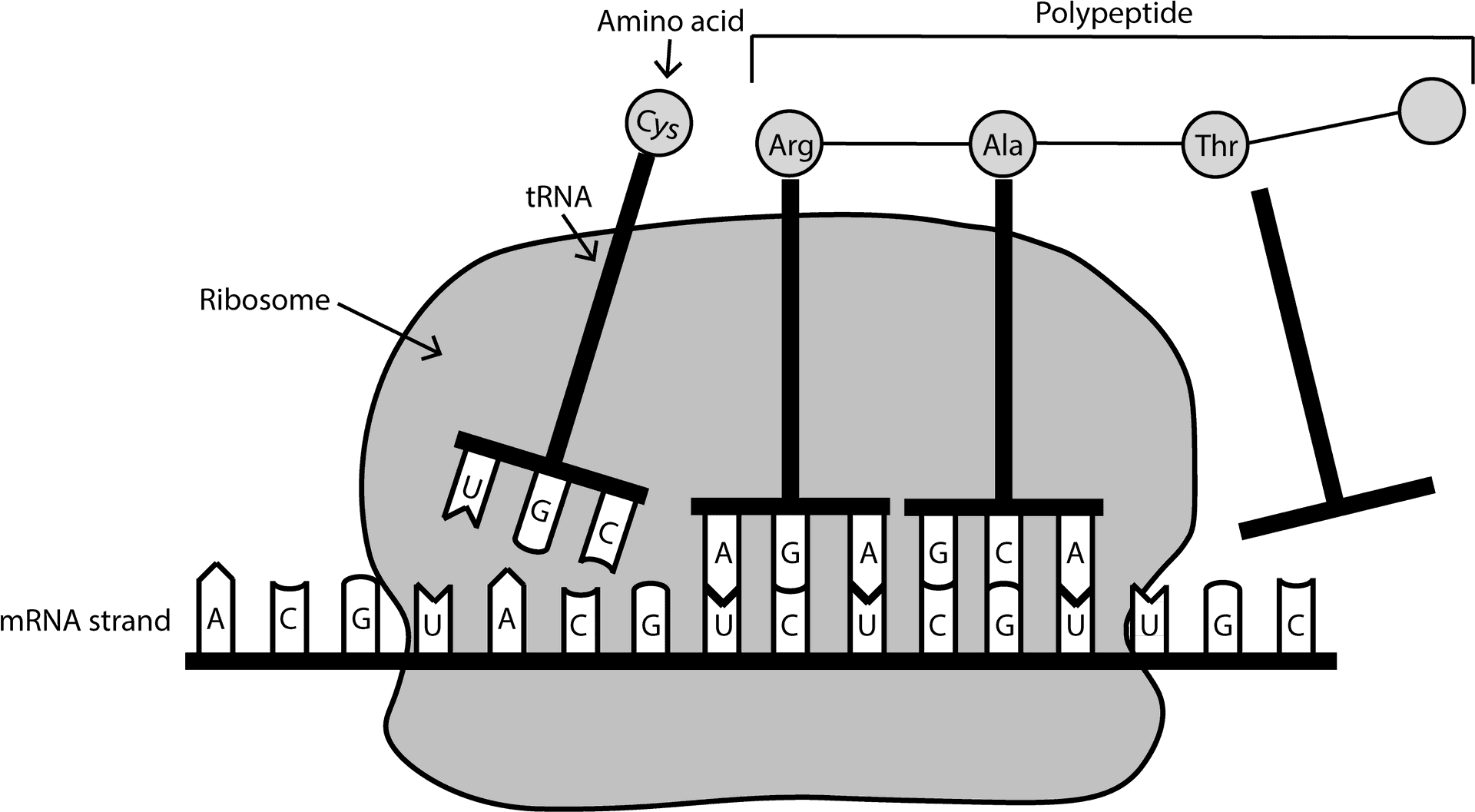 Protein Synthesis Diagram PNG Image