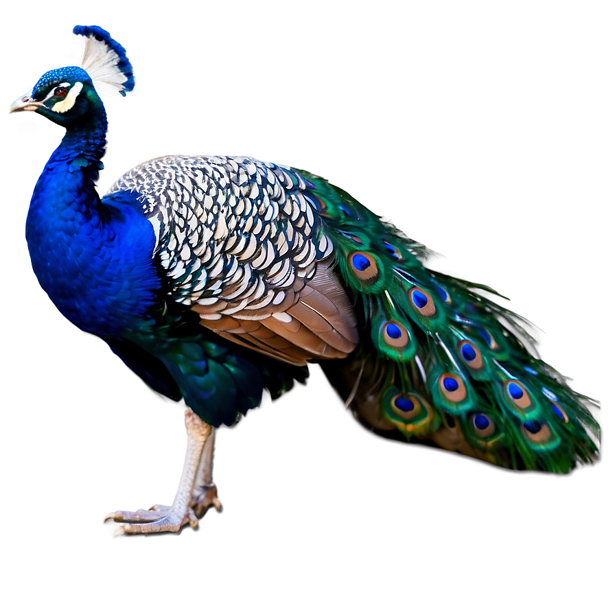 Proud Peacock Png 57 PNG Image