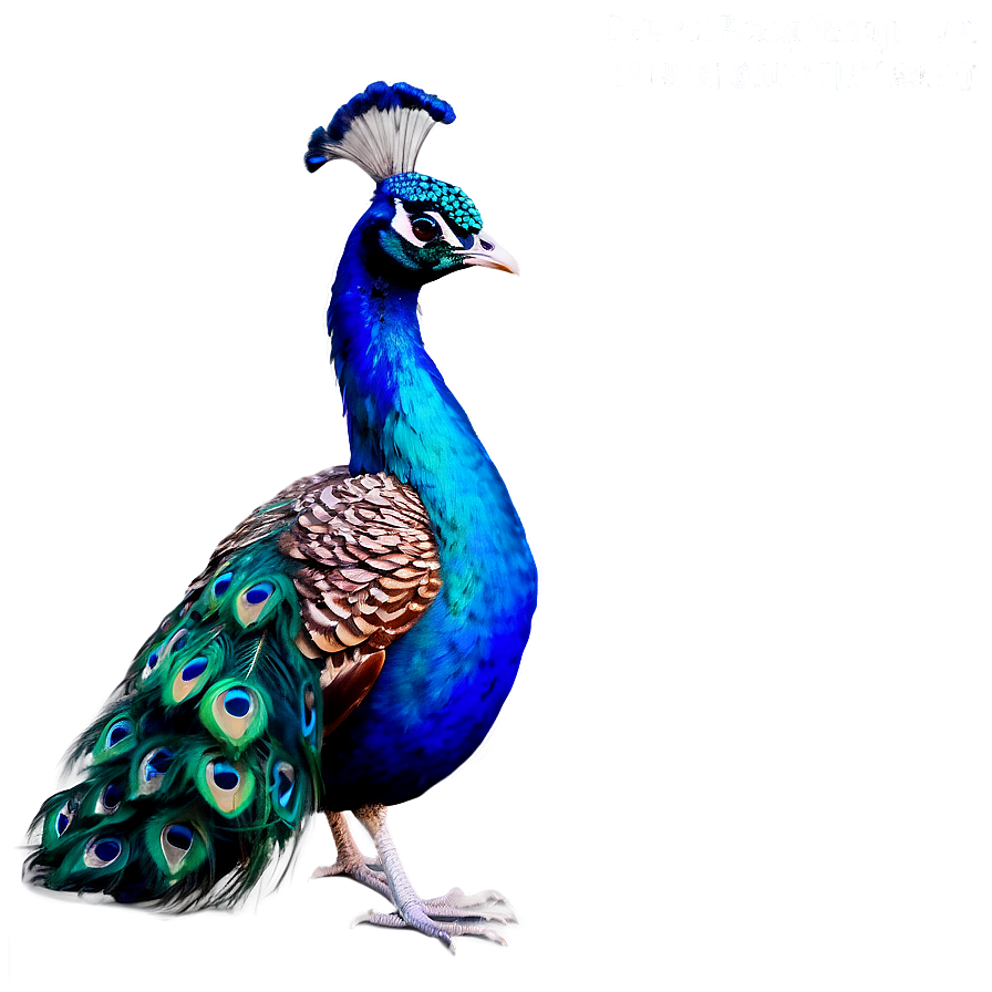 Proud Peacock Png Hbd75 PNG Image