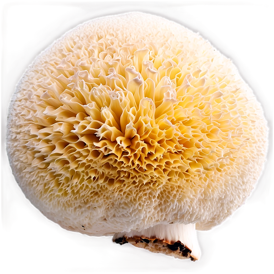 Puffball Mushroom Png Ggd PNG Image