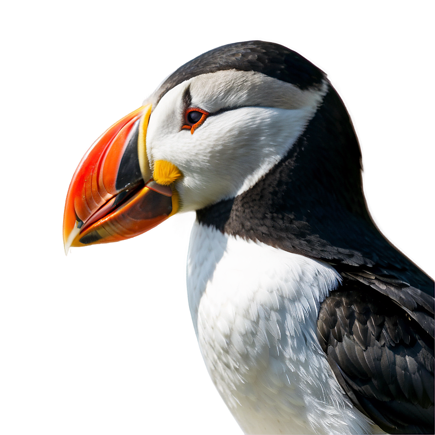 Puffin Beak Closeup Png 06292024 PNG Image