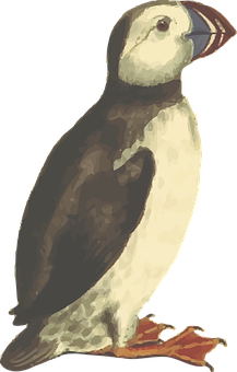 Puffin_ Illustration_ Artwork PNG Image