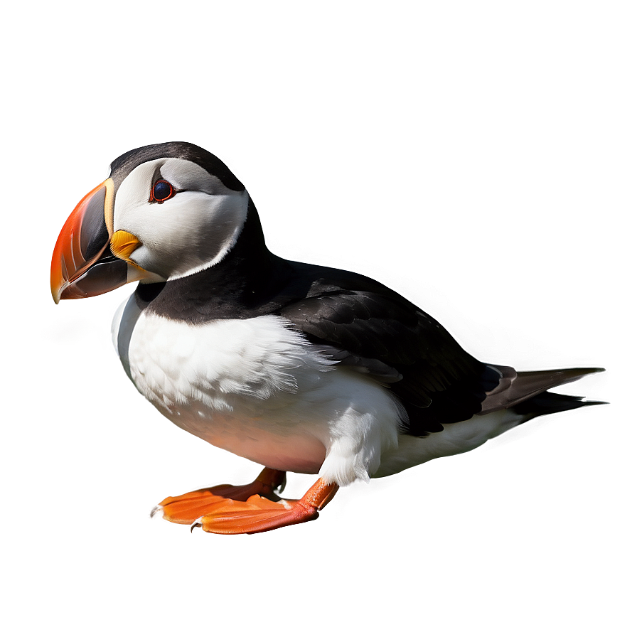 Puffin In Detail Png Htj27 PNG Image