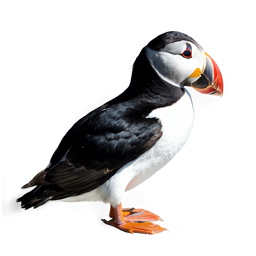 Puffin In Habitat Png 30 PNG Image