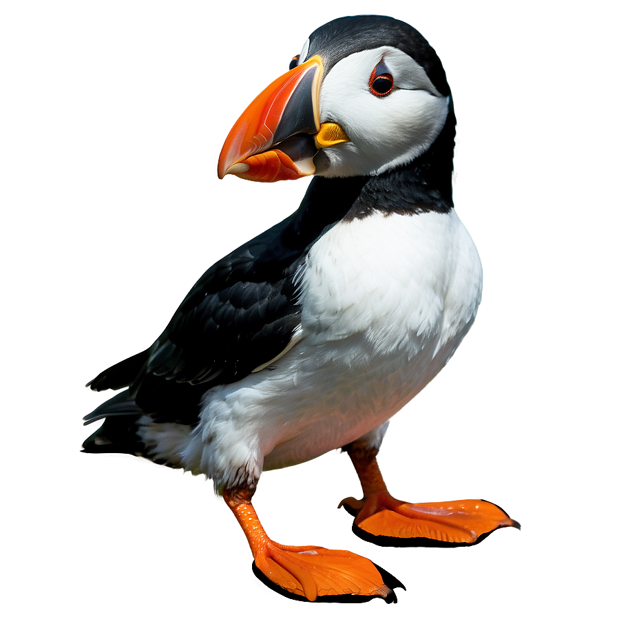 Puffin On Cliff Png Kli68 PNG Image