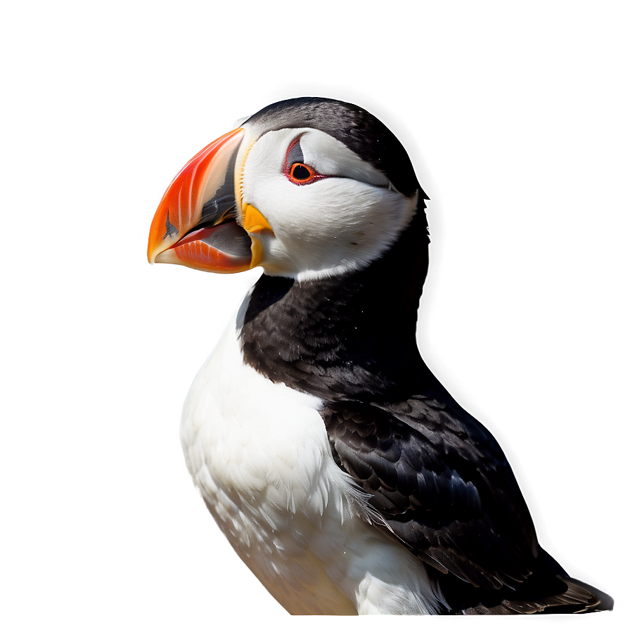 Puffin Wildlife Photography Png Tdy67 PNG Image