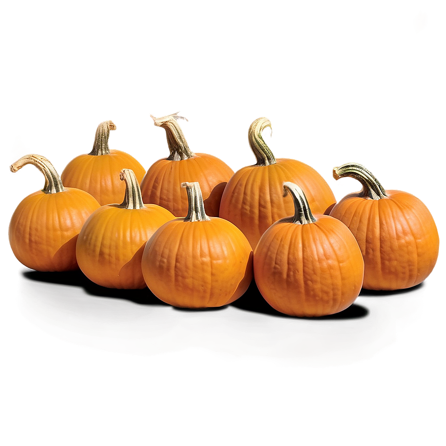 Pumpkin Patch Picking Experience Png 57 PNG Image