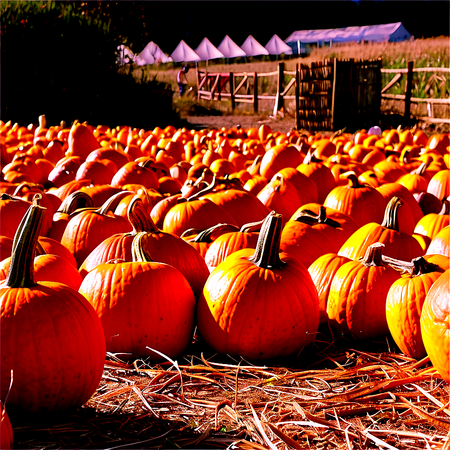 Pumpkin Patch Picking Experience Png Hqt PNG Image