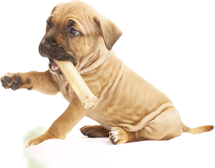 Puppy Chewing Bone PNG Image