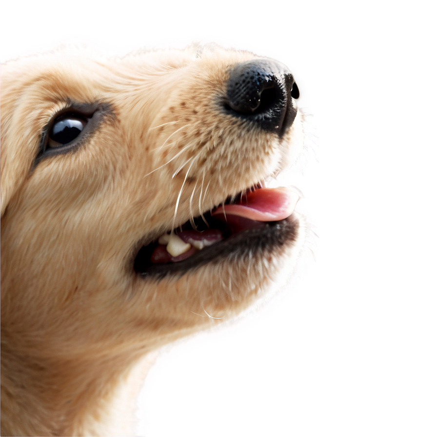 Puppy Nose Texture Png Irp99 PNG Image