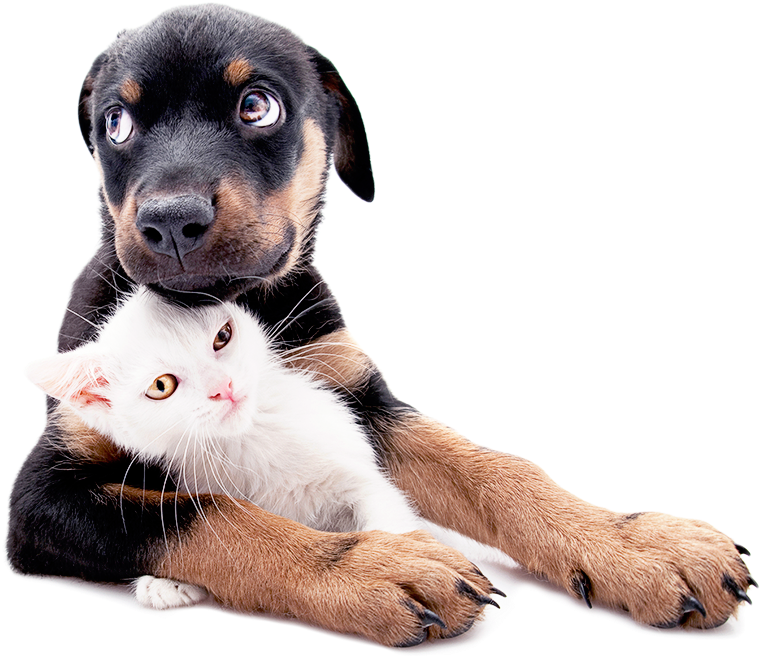 Puppyand Kitten Friends PNG Image