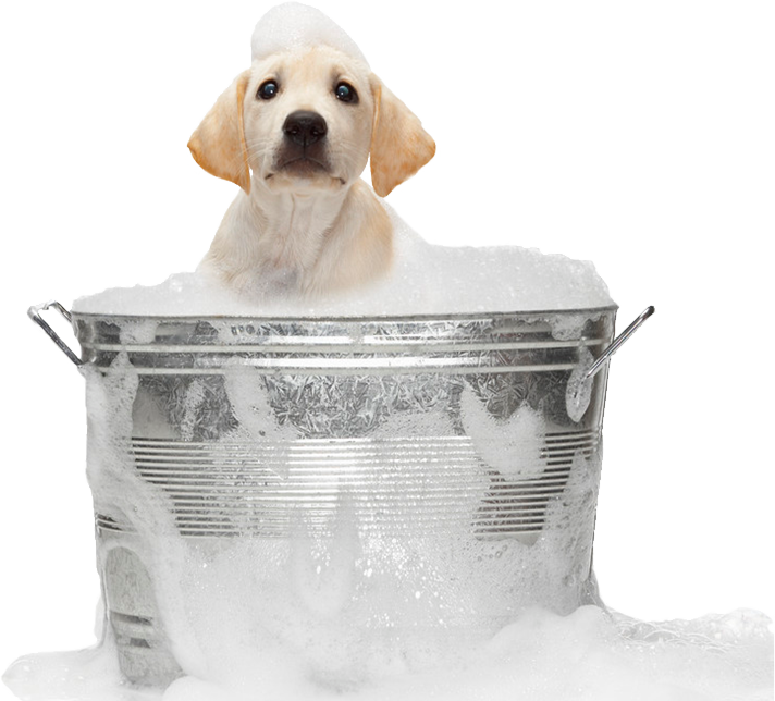 Puppyin Bubble Bath PNG Image