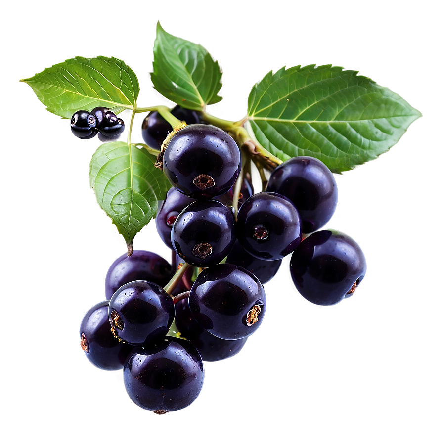 Pure Elderberry Png 06252024 PNG Image