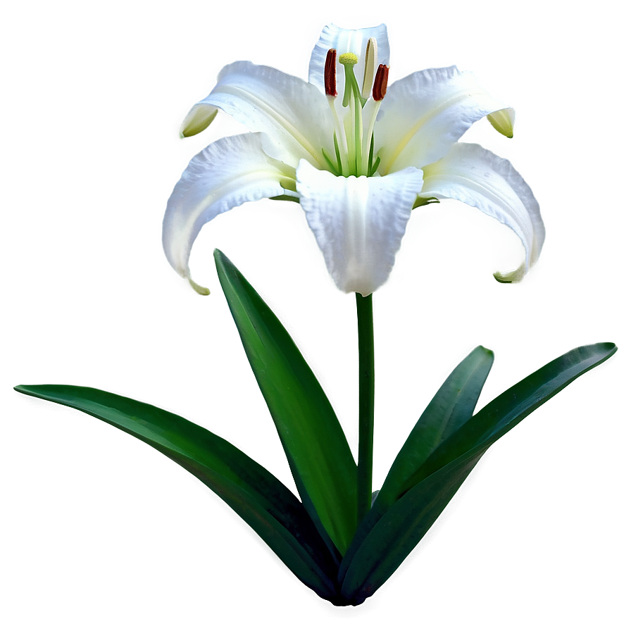 Pure White Lily Png Jjj PNG Image