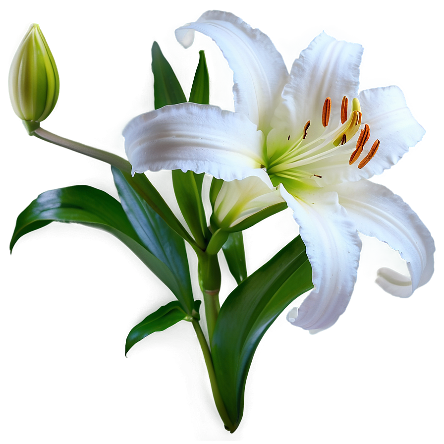 Pure White Lily Png Snr74 PNG Image