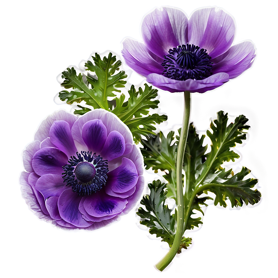 Purple Anemone Png Ihp94 PNG Image