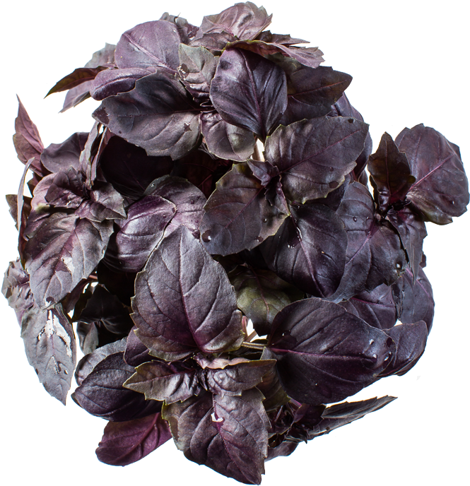 Purple Basil Plant Top View PNG Image