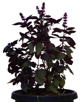 Purple Basil Plantin Pot PNG Image