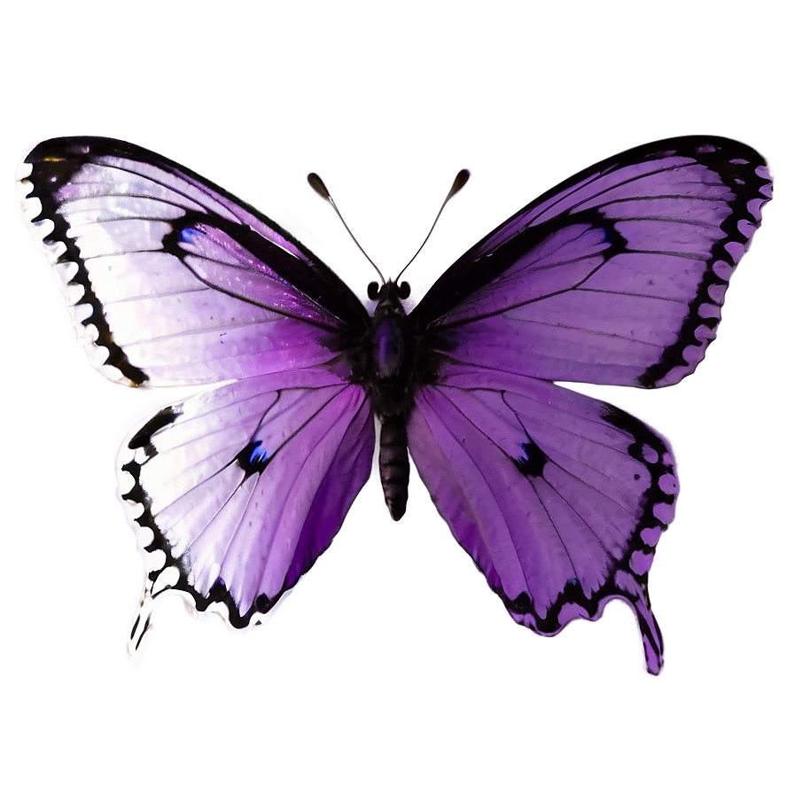 Purple Butterfly On White Png Qqc PNG Image