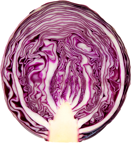 Purple Cabbage Cross Section PNG Image