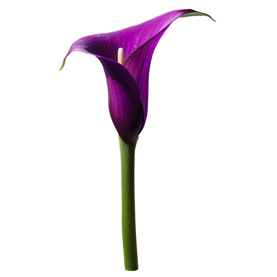 Purple Calla Lily Png Nal16 PNG Image