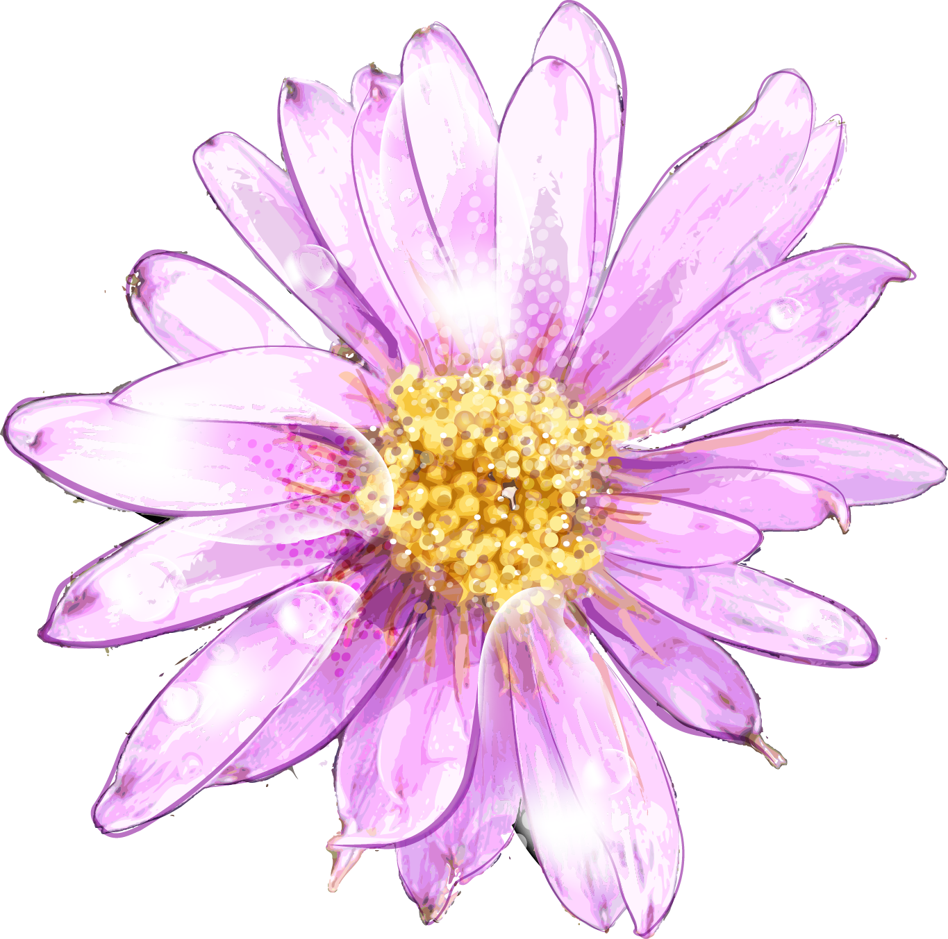 Purple Chrysanthemum Water Droplets PNG Image