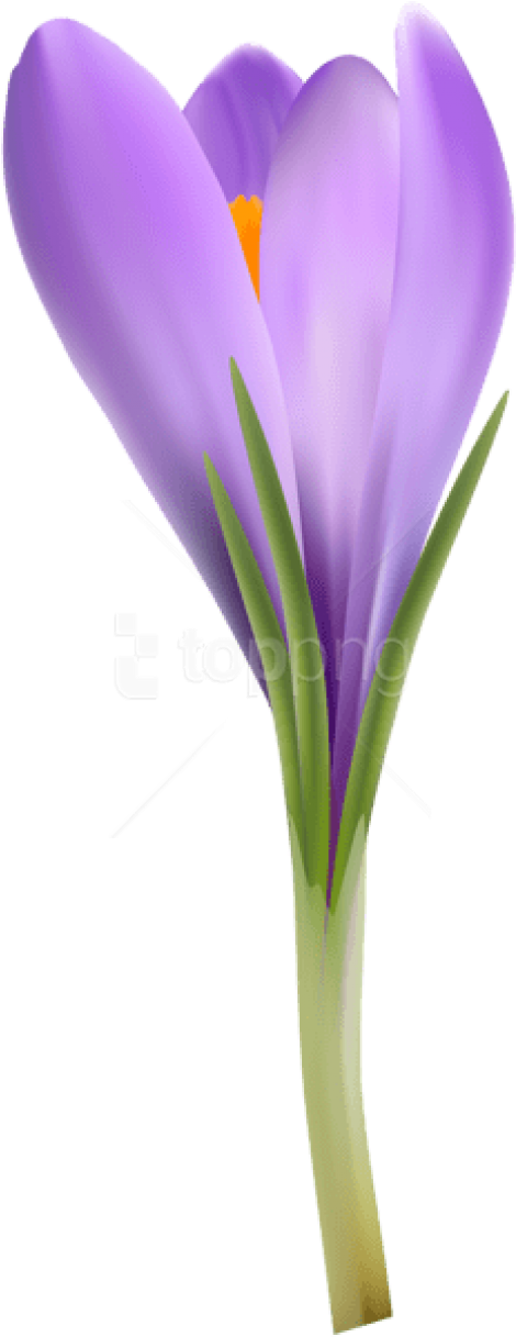 Purple Crocus Flower Spring Bloom PNG Image