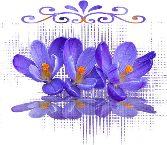 Purple Crocus Flowers Reflection PNG Image