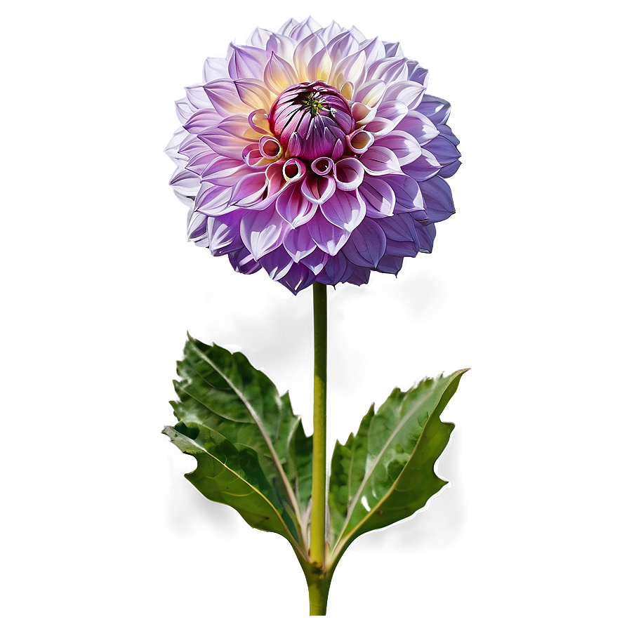 Purple Dahlia Mystery Png 06112024 PNG Image