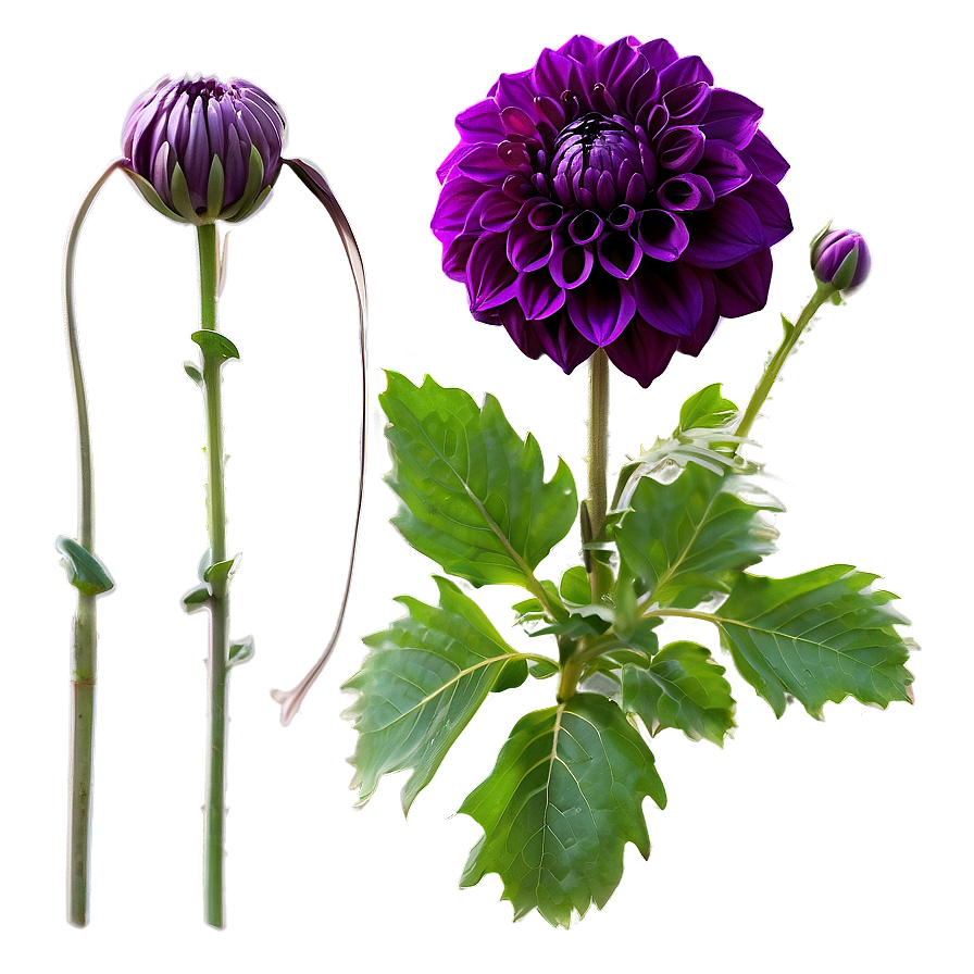 Purple Dahlia Mystery Png 40 PNG Image