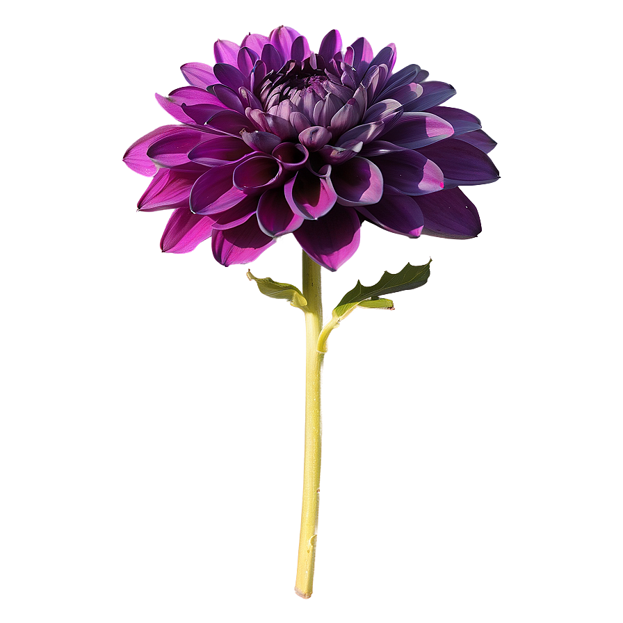 Purple Dahlia Mystery Png Agq PNG Image