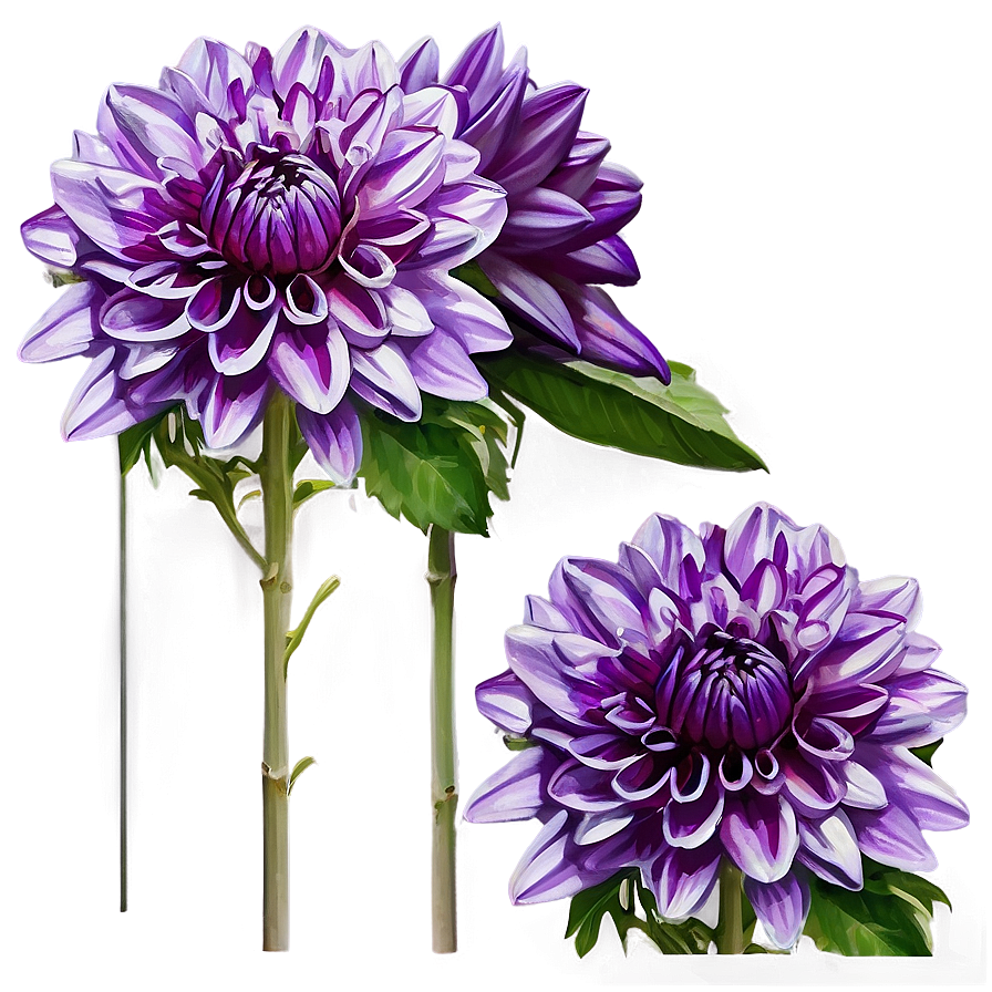 Purple Dahlia Mystery Png Vlt PNG Image