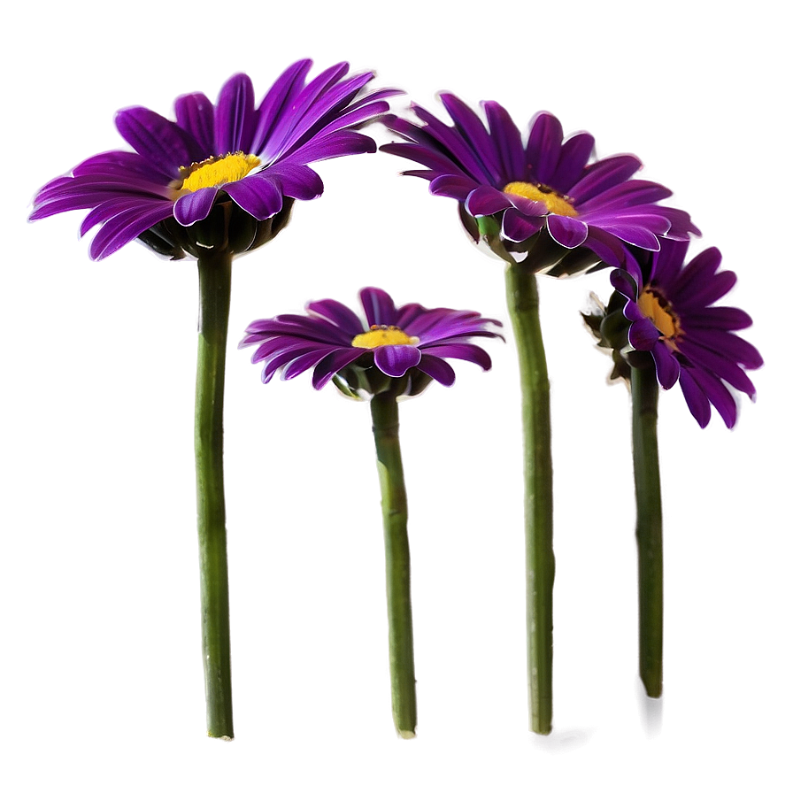 Purple Daisy Png 05242024 PNG Image