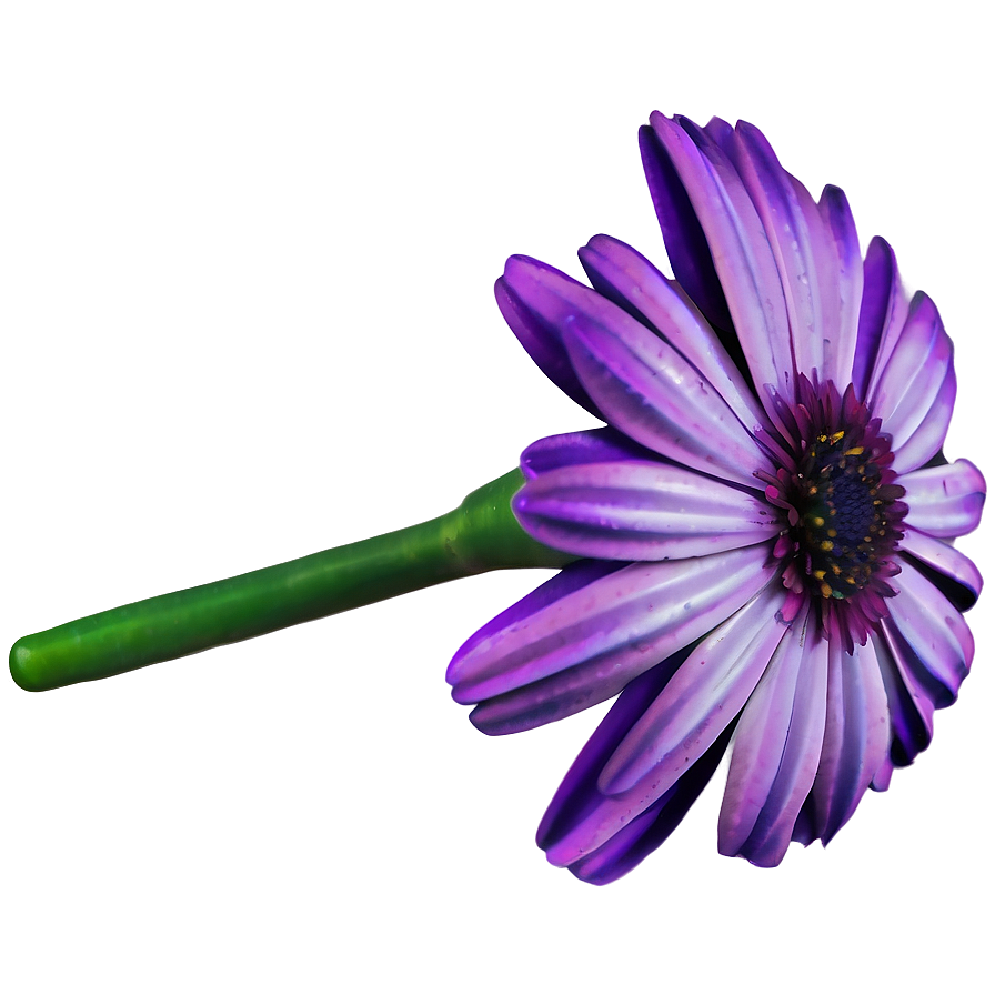 Purple Daisy Png Pgv PNG Image