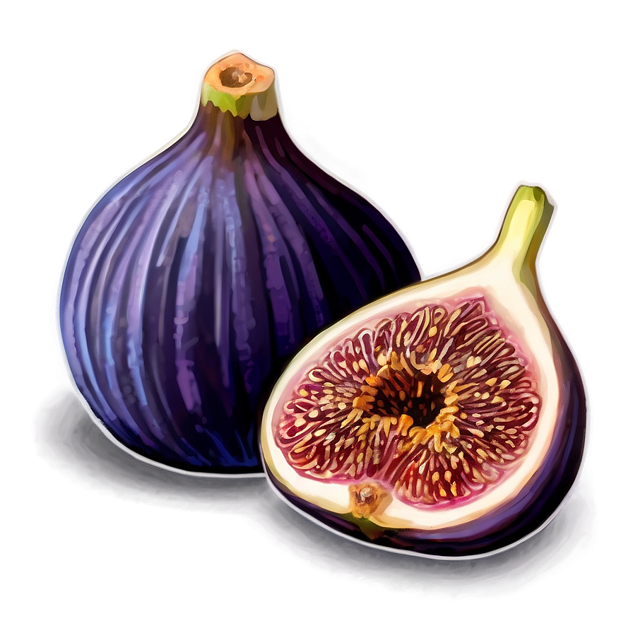 Purple Fig Drawing Png 4 PNG Image