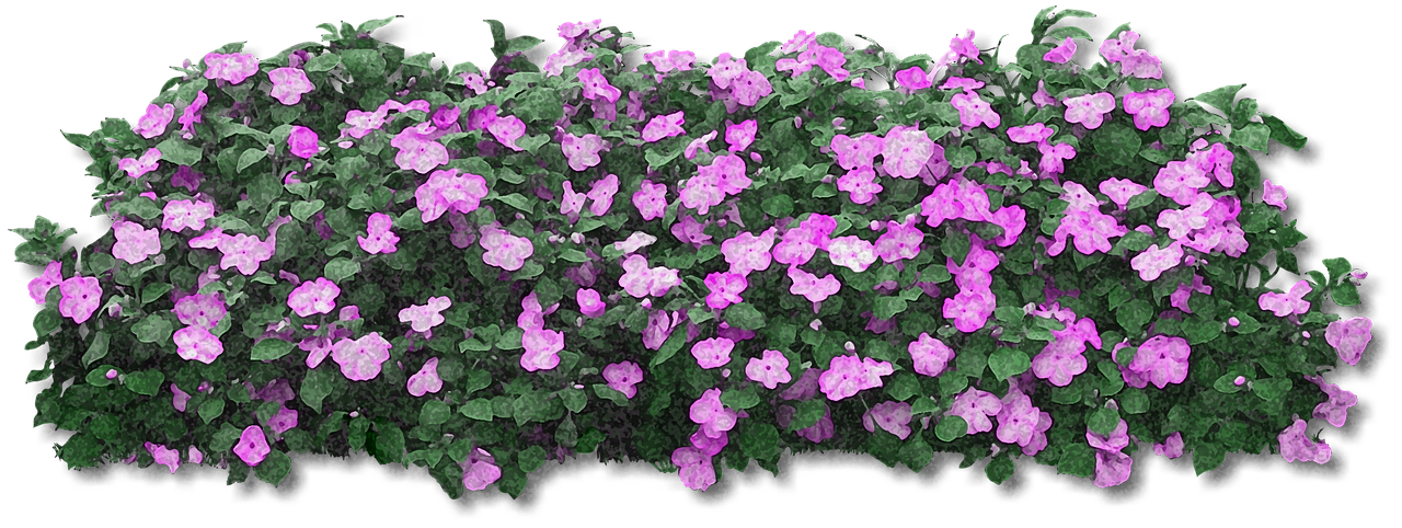 Purple Flowering Shrub Isolatedon Black PNG Image