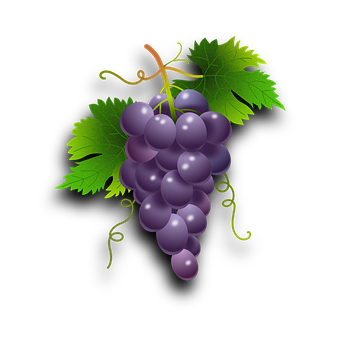 Purple Grapes Cluster Illustration PNG Image