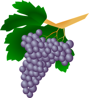 Purple Grapes Cluster Illustration PNG Image