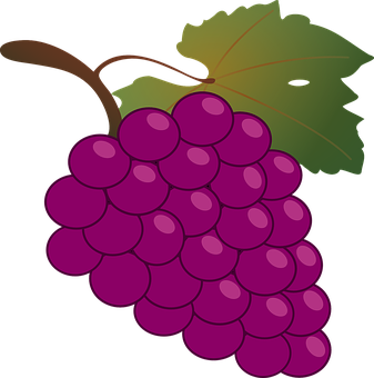 Purple Grapes Vector Illustration PNG Image