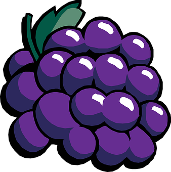 Purple Grapes Vector Illustration PNG Image