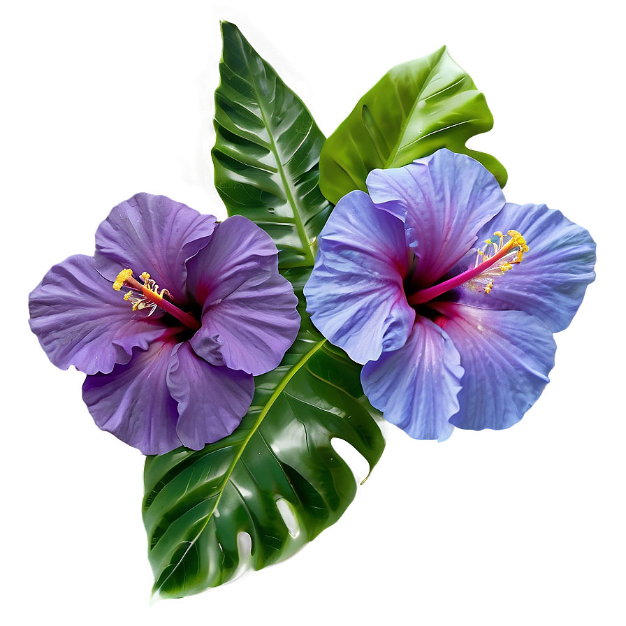 Purple Hibiscus Png 05242024 PNG Image