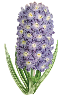 Purple Hyacinth Illustration PNG Image