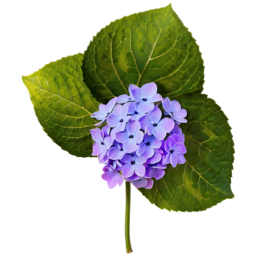 Purple Hydrangea Png Mus PNG Image