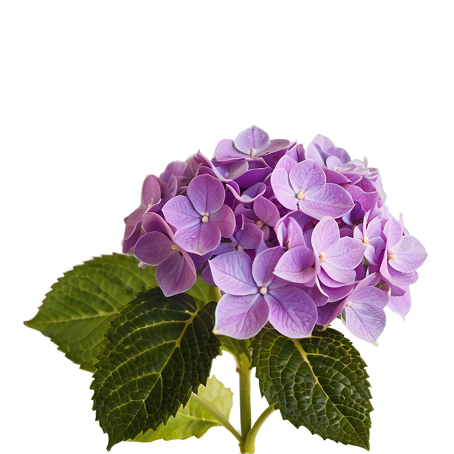 Purple Hydrangea Png Yhn PNG Image