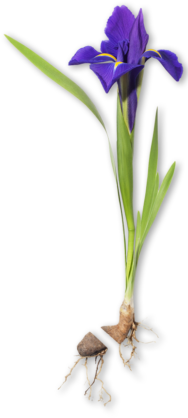 Purple Iris Flowerand Bulb PNG Image