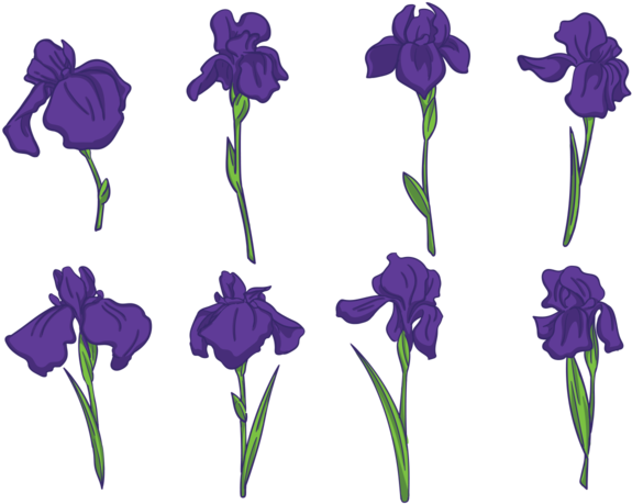 Purple Iris Flowers Pattern PNG Image